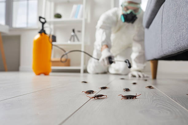 Post-Treatment Bed Bug Interceptor Monitoring in Donna